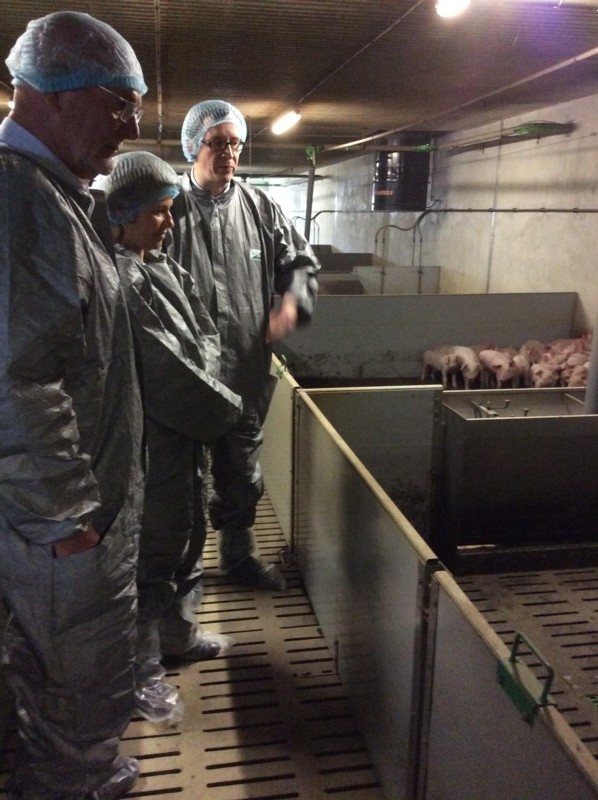 Pipriac elevage de porcs